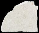Polished Fossil Brittle Star Mortality Slab - California #56136-1